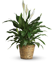 Simply Elegant Spathiphyllum - Peace Lily 8" 